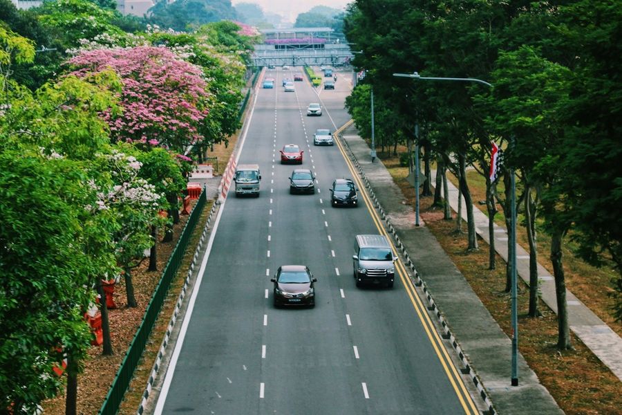 Avenida arborizada com carros